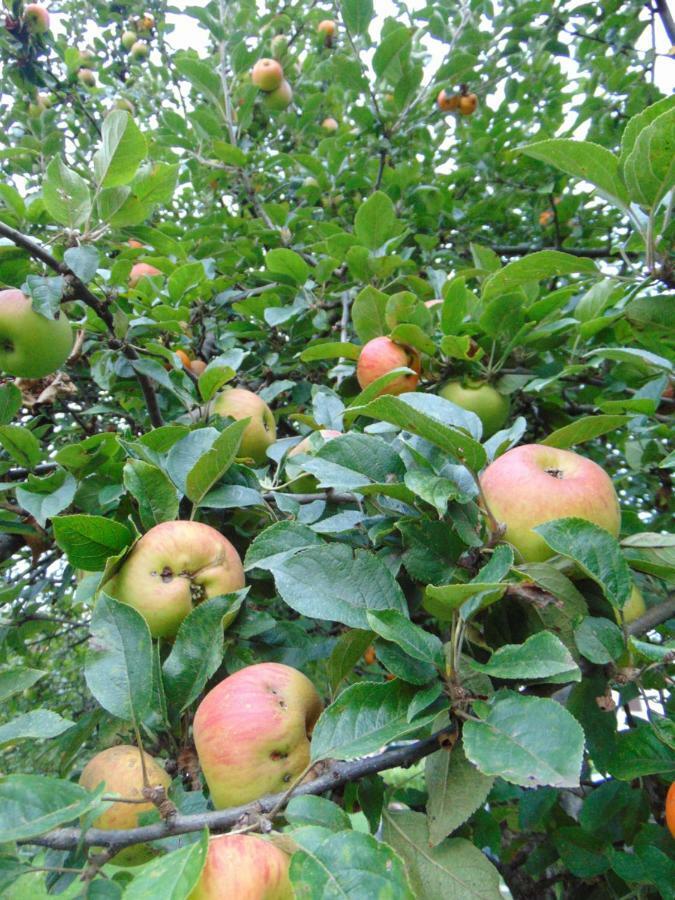 הוילה סטינג'ה Apple House מראה חיצוני תמונה